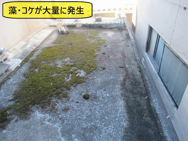 甲府市の防水性を失った陸屋根で藻・コケの大量発生・勾配不良・ひびを確認